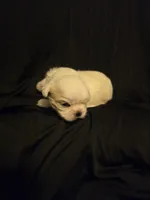 Jazzy, a female Shih Tzu for sale in New Orleans, LA – 1 of 7