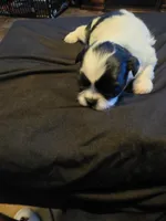 MuMu, a female Shih Tzu for sale in New Orleans, LA – 4 of 4