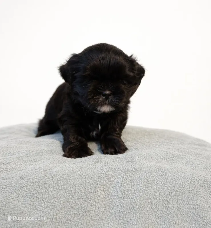 Kola – Shih Tzu puppy for sale in New Orleans, LA