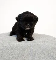 Kola, a female Shih Tzu for sale in New Orleans, LA – Photo 1 of 2