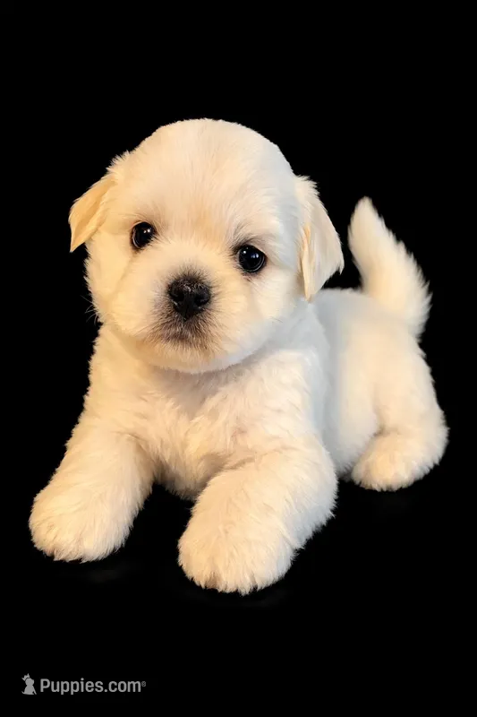 Snow – Shih Tzu puppy for sale in New Orleans, LA