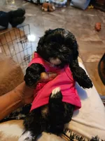Princess, a female Shih Tzu for sale in New Orleans, LA – Photo 2 of 2