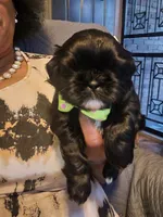 Kola, a female Shih Tzu for sale in New Orleans, LA – Photo 2 of 2