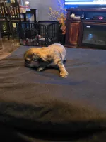 Amber, a female Shih Tzu for sale in New Orleans, LA – 2 of 7