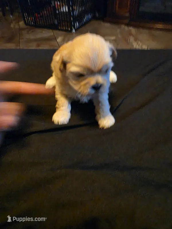 Dolly – Shih Tzu puppy for sale in New Orleans, LA