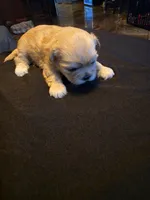 Dolly, a female Shih Tzu for sale in New Orleans, LA – 4 of 4