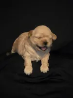 Jazzy, a female Shih Tzu for sale in New Orleans, LA – 2 of 7