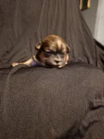 Amber, a female Shih Tzu for sale in New Orleans, LA – 7 of 7