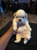 Jazzy, a female Shih Tzu for sale in New Orleans, LA – 5 of 7