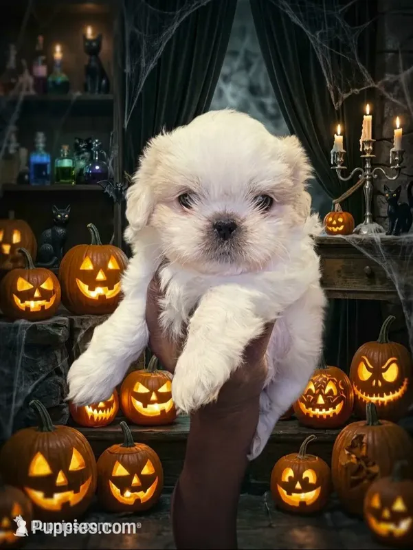 Jazzy – Shih Tzu puppy for sale in New Orleans, LA