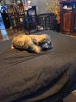 Amber, a female Shih Tzu for sale in New Orleans, LA – 5 of 7