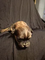 Amber, a female Shih Tzu for sale in New Orleans, LA – 4 of 7