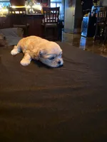Dolly, a female Shih Tzu for sale in New Orleans, LA – 3 of 4
