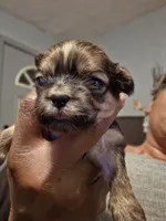 Amber, a female Shih Tzu for sale in New Orleans, LA – 3 of 7