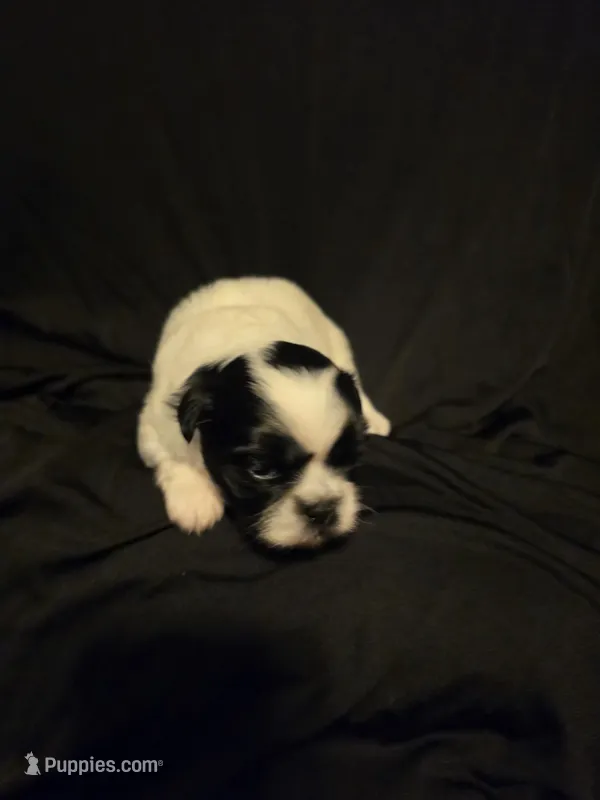 MuMu – Shih Tzu puppy for sale in New Orleans, LA
