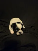 MuMu, a female Shih Tzu for sale in New Orleans, LA – 1 of 4