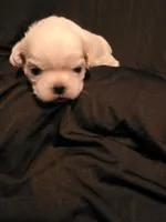 Jazzy, a female Shih Tzu for sale in New Orleans, LA – 4 of 7