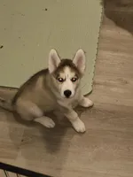Brown, a female Siberian Husky for sale in Elkins Park, PA – 6 of 7