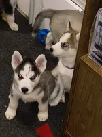 Grey, a female Siberian Husky for sale in Elkins Park, PA – 6 of 8