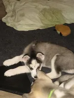 Grey, a female Siberian Husky for sale in Elkins Park, PA – 2 of 8