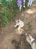 Bleu , a male Siberian Husky for sale in Elkins Park, PA – 10 of 10