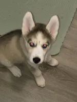 Brown, a female Siberian Husky for sale in Elkins Park, PA – 5 of 7