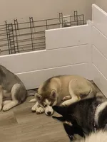 Brown, a female Siberian Husky for sale in Elkins Park, PA – 2 of 7