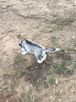 Grey, a female Siberian Husky for sale in Elkins Park, PA – 8 of 8