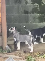 Grey, a female Siberian Husky for sale in Elkins Park, PA – 7 of 8