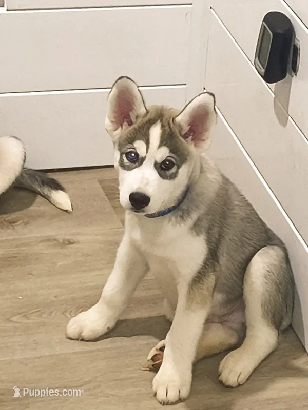Bleu  – Siberian Husky puppy for sale in Elkins Park, PA