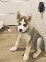 Bleu , a male Siberian Husky for sale in Elkins Park, PA – 1 of 10