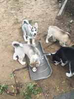 Bleu , a male Siberian Husky for sale in Elkins Park, PA – 9 of 10