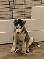 Grey, a female Siberian Husky for sale in Elkins Park, PA – 3 of 8