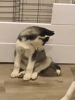 Bleu , a male Siberian Husky for sale in Elkins Park, PA – 4 of 10