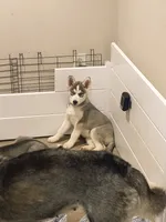Bleu , a male Siberian Husky for sale in Elkins Park, PA – 8 of 10