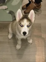 Bleu , a male Siberian Husky for sale in Elkins Park, PA – 5 of 10