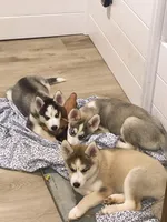 Grey, a female Siberian Husky for sale in Elkins Park, PA – 5 of 8