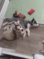 Bleu , a male Siberian Husky for sale in Elkins Park, PA – 6 of 10