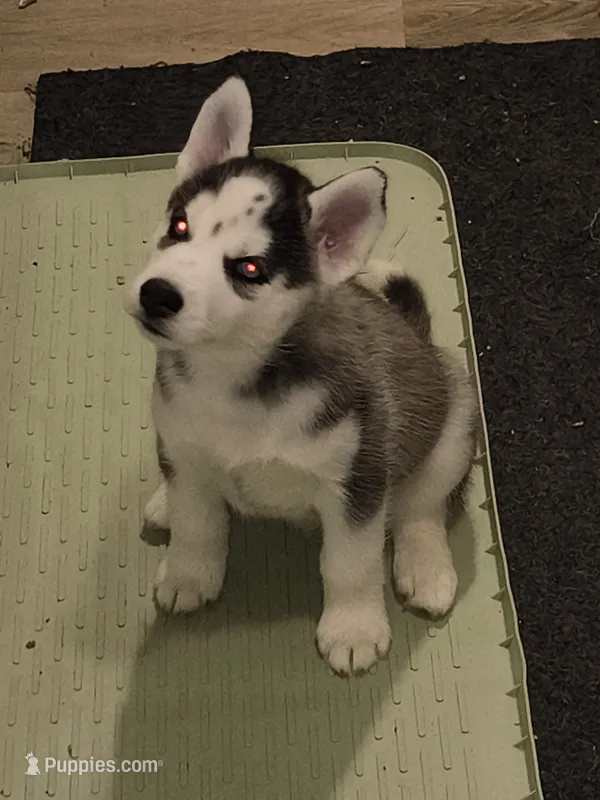 Grey – Siberian Husky puppy for sale in Elkins Park, PA