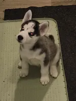 Grey, a female Siberian Husky for sale in Elkins Park, PA – 1 of 8