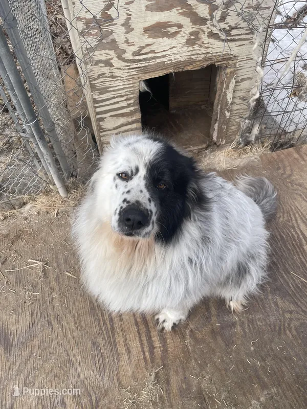 Scarlet – Great Pyrenees puppy for sale in Carlton, MN