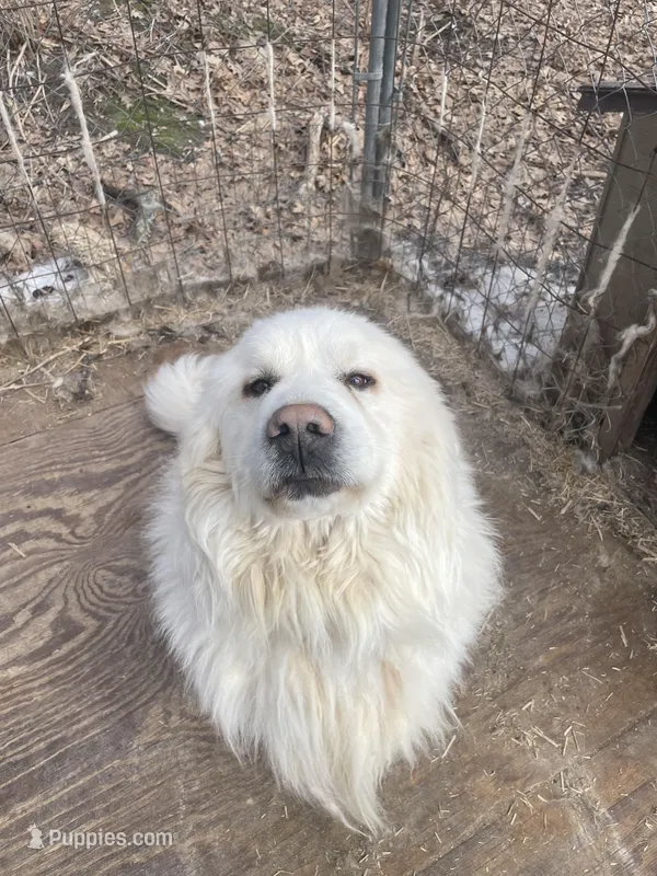 Sancho – Great Pyrenees puppy for sale in Carlton, MN
