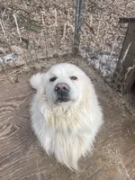 Sancho, a male Great Pyrenees for sale in Carlton, MN – 1 of 2