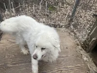 Sancho, a male Great Pyrenees for sale in Carlton, MN – 2 of 2