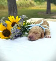 Bubba’s Butter My Biscuit, a male Goldendoodle for sale in Buda, TX – 2 of 4