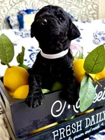 Betty Jo’s Bless Her Heart, a female Goldendoodle for sale in Buda, TX – 2 of 5