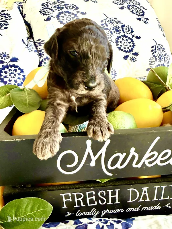 Gus Gimme Some Sugar, a male Goldendoodle for sale in Buda, TX – 1 of 5