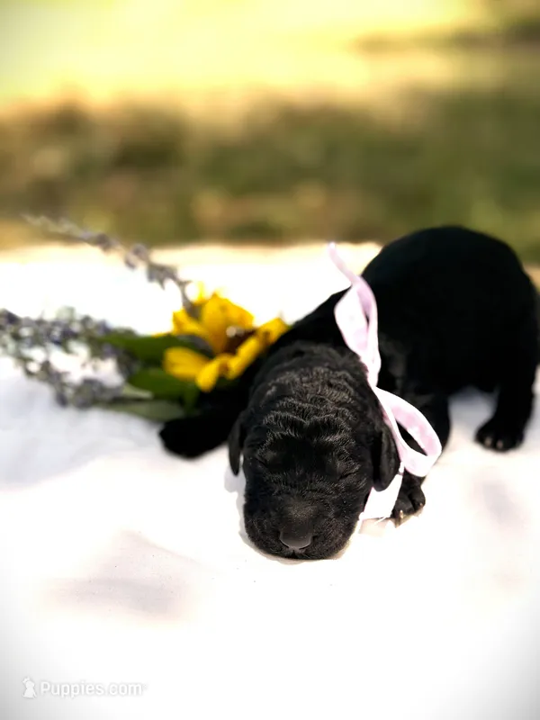Betty Jo’s Bless Her Heart – Goldendoodle puppy for sale in Buda, TX