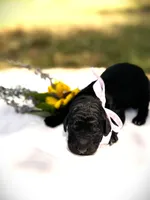Betty Jo’s Bless Her Heart, a female Goldendoodle for sale in Buda, TX – 1 of 5