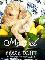 Bubba’s Butter My Biscuit, a male Goldendoodle for sale in Buda, TX – 3 of 4